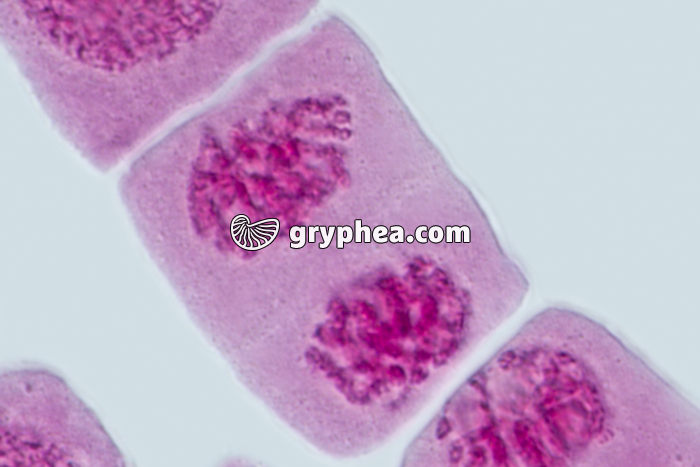 Mitose racine d'Ail TELOPHASE x640 - gryphea.com